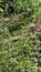 Polygala paniculata grows in an unkempt yard