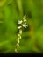 polygala paniculata plant flower, beautiful plant