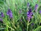 Polygala vulgaris - violet wild flower in grass