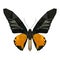 Polygon butterfly, poly low animal, polygonal geometric triangle