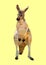 Polygon kangaroo. poly low geometric australia animal. polygonal