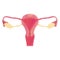 Polygon uterus