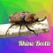 Polygon Vector Rhino Beetle