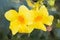 Polygon yellow allamanda flower