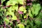 Polygonaceae in pink with bees flying around