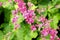 Polygonaceae in pink with bees flying around