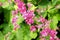 Polygonaceae in pink with bees flying around