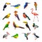 Polygonal birds. Geometrical stylized animals set flying colored birds low poly vector set