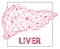 Polygonal human liver, external secretion gland. Modern depiction of organ of human digestive system