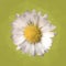 Polygonal mosaic of daisy vector illustration