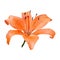 Polygonal orange lily, polygon triangle flower, vector