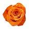 Polygonal orange rose, isolated polygon flower, vector