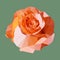 Polygonal orange rose, polygon geometric flower, vector