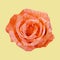 Polygonal orange rose, polygon triangle flower, vector