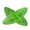 Polygonal realistic vector fresh mint leaves on a white background