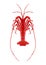 Polygonal rock lobster, polygon sea life, isolated, vector