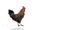 Polygonal Rooster leghorn on the white background