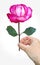 Polygonal rose full-color in right hand
