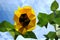 Polygonal Sunflower