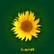 Polygonal sunflower on green background with text summer. square