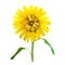 Polygonal sunflower, isolated polygon vector flower