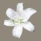 Polygonal white lily, polygon geometric flower, vector