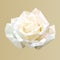 Polygonal white rose, polygon abstract flower, vector