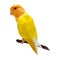 Polygonal wild color yellow parrot