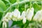 Polygonatum multiflorum flowers close up, branch of the blossoming Eurasian Solomon as a spring background