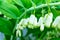 Polygonatum multiflorum flowers close up, branch of the blossoming Eurasian Solomon as a spring background