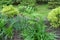 Polygonatum multiflorum with pendent tubular white flowers with green tips