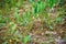 Polygonatum odoratum among the grass