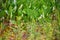 Polygonatum odoratum among the grass, soft focus