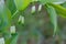 Polygonatum odoratum,  scented Solomon`s seal twig with flowers closeup selective focus