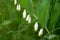 Polygonatum odoratum,  scented Solomon`s seal twig with flowers closeup selective focus