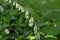 Polygonatum odoratum variegatum fragrant solomon`s seal