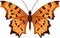 Polygonia butterfly  image