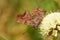 Polygonia c-album , The comma butterfly on flower