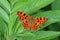 Polygonia c-album , The comma butterfly on green leaf