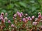 Polygonum Affine Flowers Fully Bloom