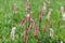 Polygonum caespitosum Flower