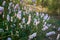 Polygonum careyi Carey`s Smartweed Purple flowers