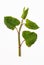 Polygonum cuspidatum plant on a white background