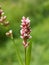 Polygonum persicaria