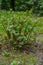 Polygonum sachalinense in spring. Green young plant in spring