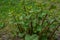 Polygonum sachalinense in spring. Green young plant in spring