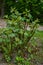 Polygonum sachalinense in spring. Green young plant in spring