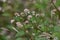 Polygonum thunbergii flowers