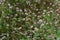 Polygonum thunbergii flowers