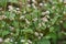 Polygonum thunbergii flowers